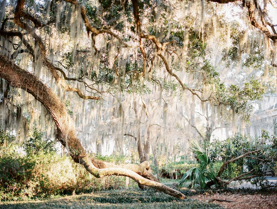Live oaks and moss